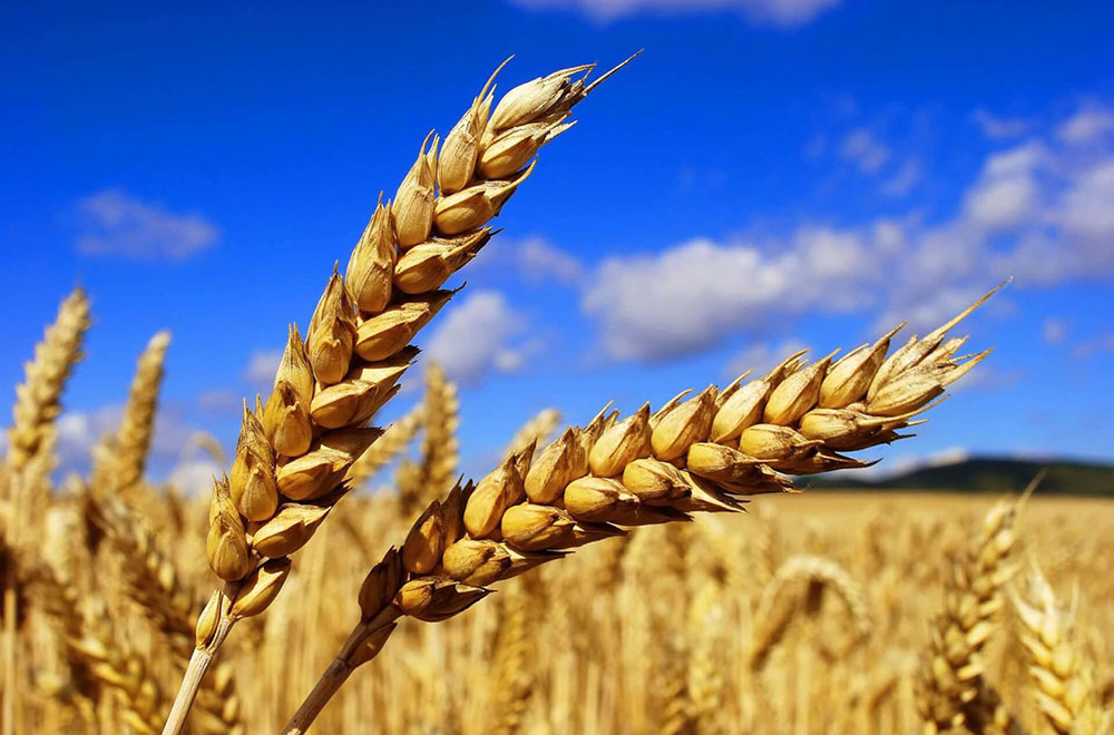 Grain from Ukraine